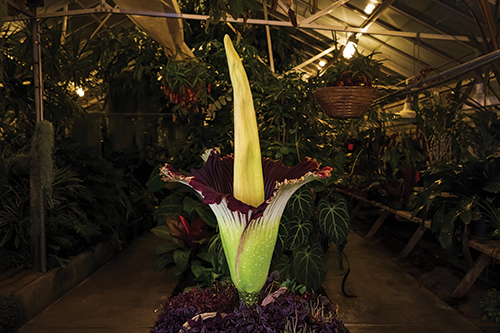 Rare Corpse Flower at Cal Poly