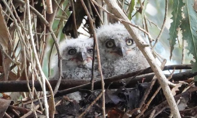 Rodent Poison Kills Great Horned Owl