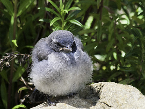 Should That Baby Bird Be Out of Its Nest?