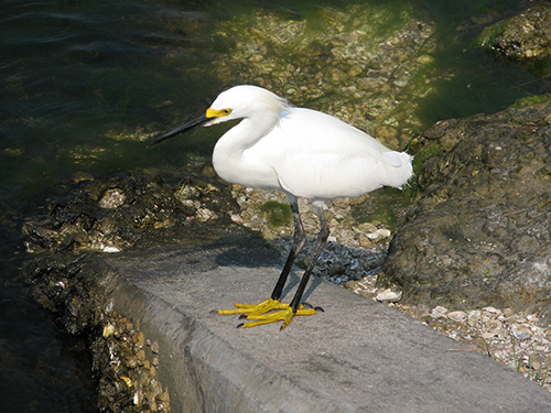 The Natural World  – Foot Stomping Egret