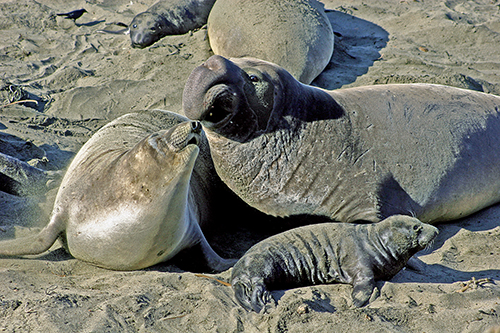 The Natural World COVID-19 and the Elephant Seals