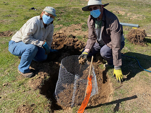Tree Planted at St. Benedict’s Church