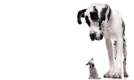 A Dose of Good Dogma, April 8, 2021