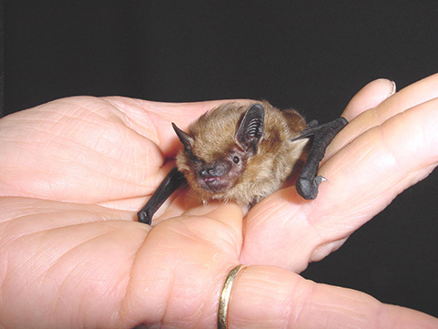 Small bat in a hand