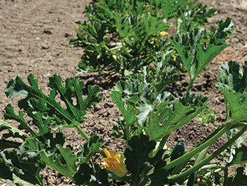 Eat Your Veggies!