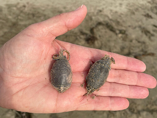 Beware The Thorny-Headed Worm