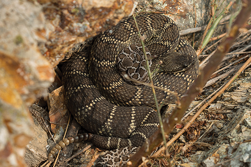A pregnant rattlesnake with another female's pups