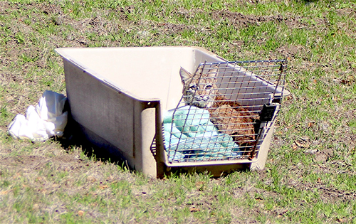 Bobcat ‘Aces’ Released Back Into the Wild