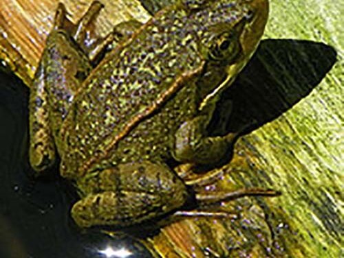 City Conserves 19 Acres of Frog Habitat