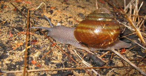 Central California Coast Snail On Road to Recovery