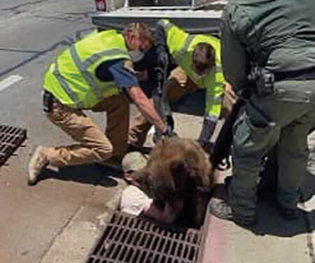 Juvenile Bear Captured in Morro Bay Drain