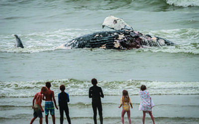 Whale Washed up Near Cayucos