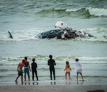 Whale Washed up Near Cayucos