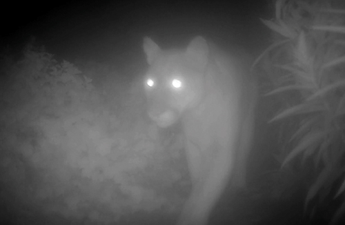 Mountain Lion Spotted in Los Osos Front Yard