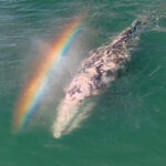 Baby Gray Whale Pays a Visit
