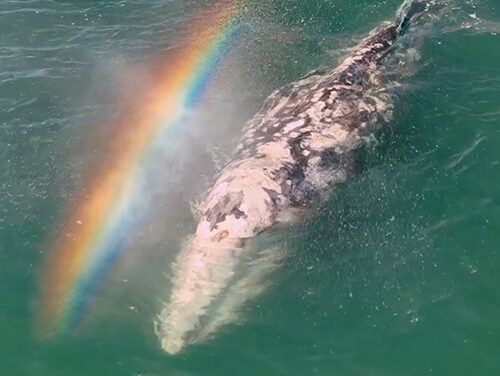 Baby Gray Whale Pays a Visit