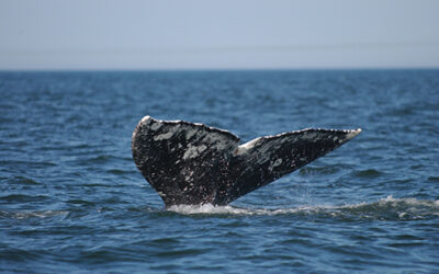 New Nonprofit Formed to Oppose Offshore Drilling