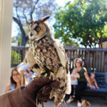 Critters at the Morro Bay Library 