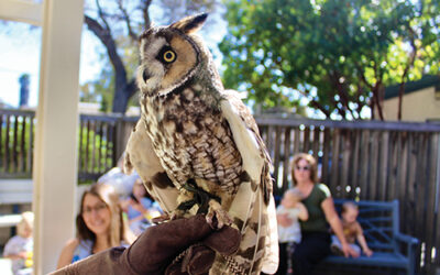 Critters at the Morro Bay Library 