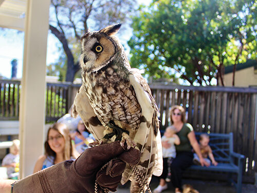 Critters at the Morro Bay Library 