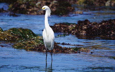Marine Sanctuary Advisory Council Meeting Coming to Cambria
