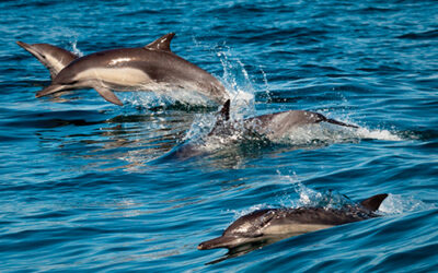 Monterey Bay National Marine Sanctuary News