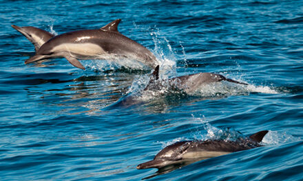 Monterey Bay National Marine Sanctuary News