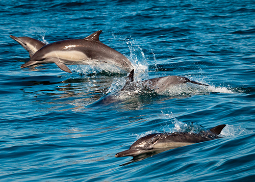 Monterey Bay National Marine Sanctuary News