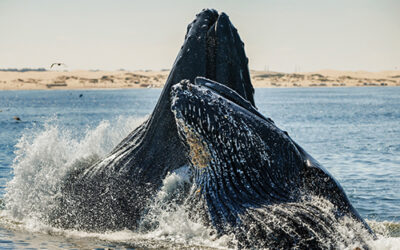 Tiny Ocean Life Helps Scientists Estimate Whale Prevalence 