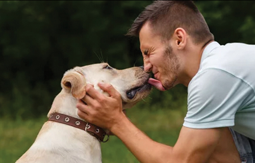 Human Brain Vs Dog Brain