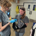 Votes Needed – Pacific Wildlife Care Big Award