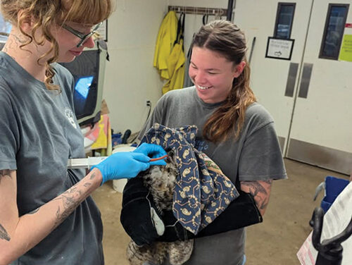 Votes Needed – Pacific Wildlife Care Big Award