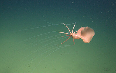 A View to the Deep Endurance Swimming and Deep-Sea Exploration