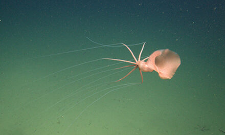 A View to the Deep Endurance Swimming and Deep-Sea Exploration