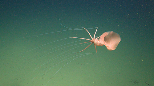 A View to the Deep Endurance Swimming and Deep-Sea Exploration
