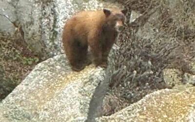 Rare Bear at The Rock 