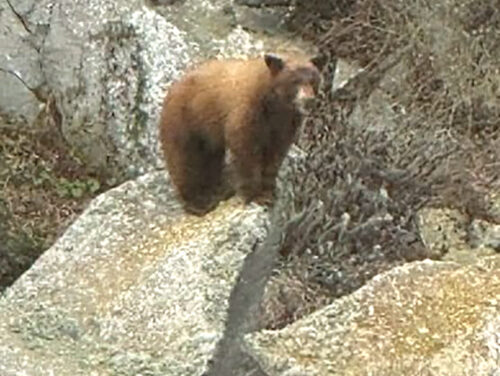Rare Bear at The Rock 