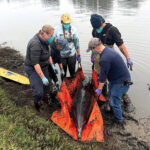 Dolphins Rescued from Back Bay Mud