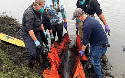 Dolphins Rescued from Back Bay Mud