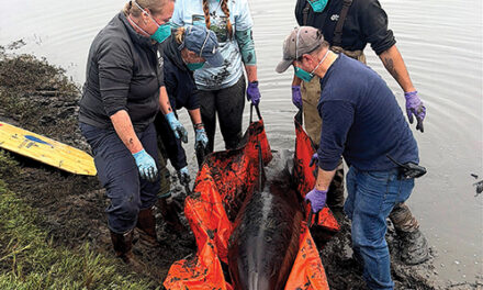 Dolphins Rescued from Back Bay Mud