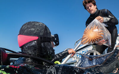 Saving Sea Stars — Research Supports Eventual Return 