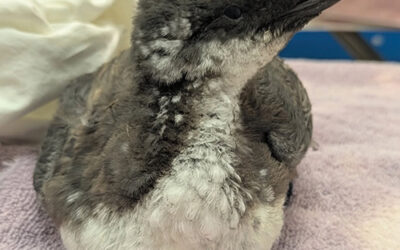 Common Murres in Need Inundate Pacific Wildlife Care