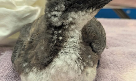 Common Murres in Need Inundate Pacific Wildlife Care