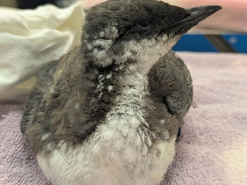 Common Murres in Need Inundate Pacific Wildlife Care